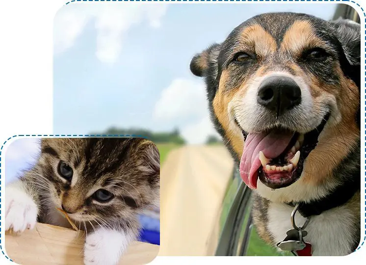 A collage photo of a dog and a cat smilling