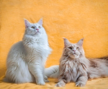 Two white cats sitting with orange background