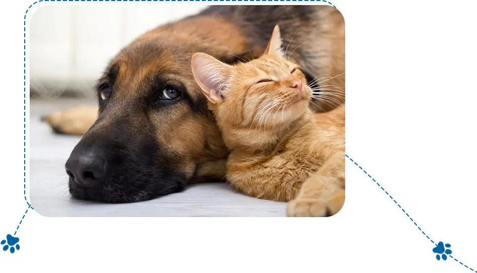 A closeup look at a dog and a cat sleeping together