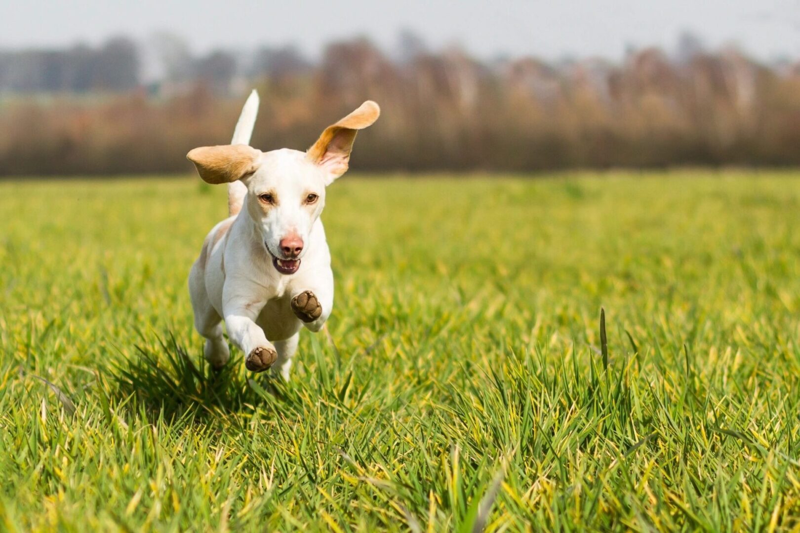 A dog running on the grass field with trees in the back